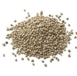 Pearl Millet