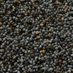 Poppy Seed