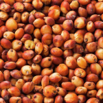 Red Sorghum