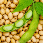 Soy Beans